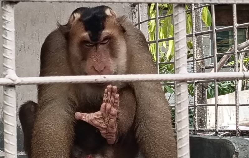 Emon nama hewan beruk yang kini digandrungi pengun...